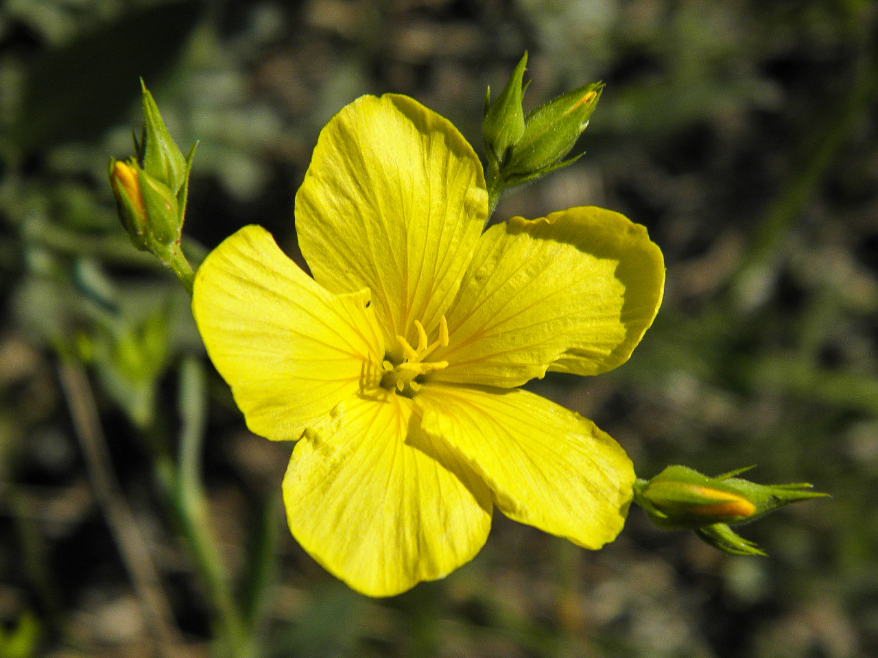 Image of Linum czernjajevii specimen.