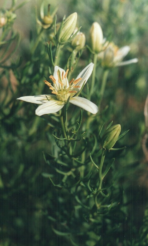 Image of Peganum harmala specimen.