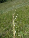 Stipa pulcherrima