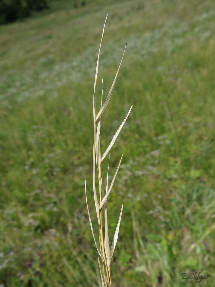 Image of Stipa pulcherrima specimen.