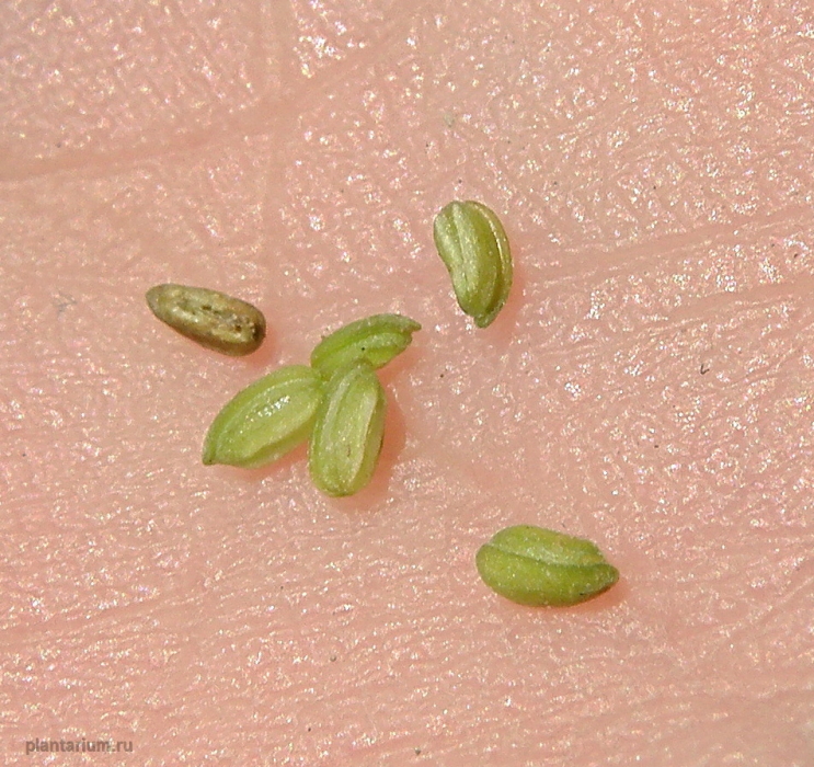 Image of Valerianella carinata specimen.