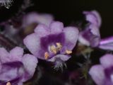 genus Ocimum