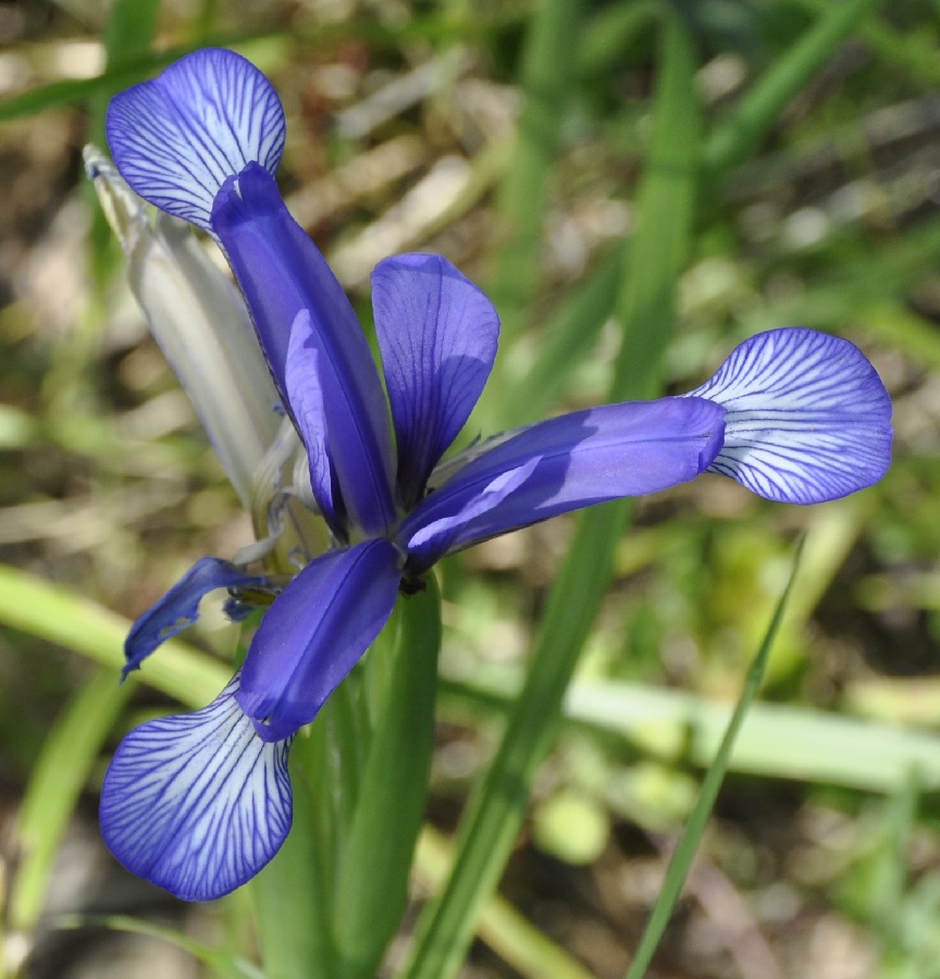 Image of Iris sintenisii specimen.