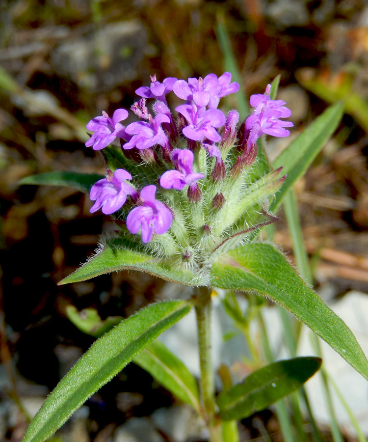 Изображение особи Ziziphora capitata.