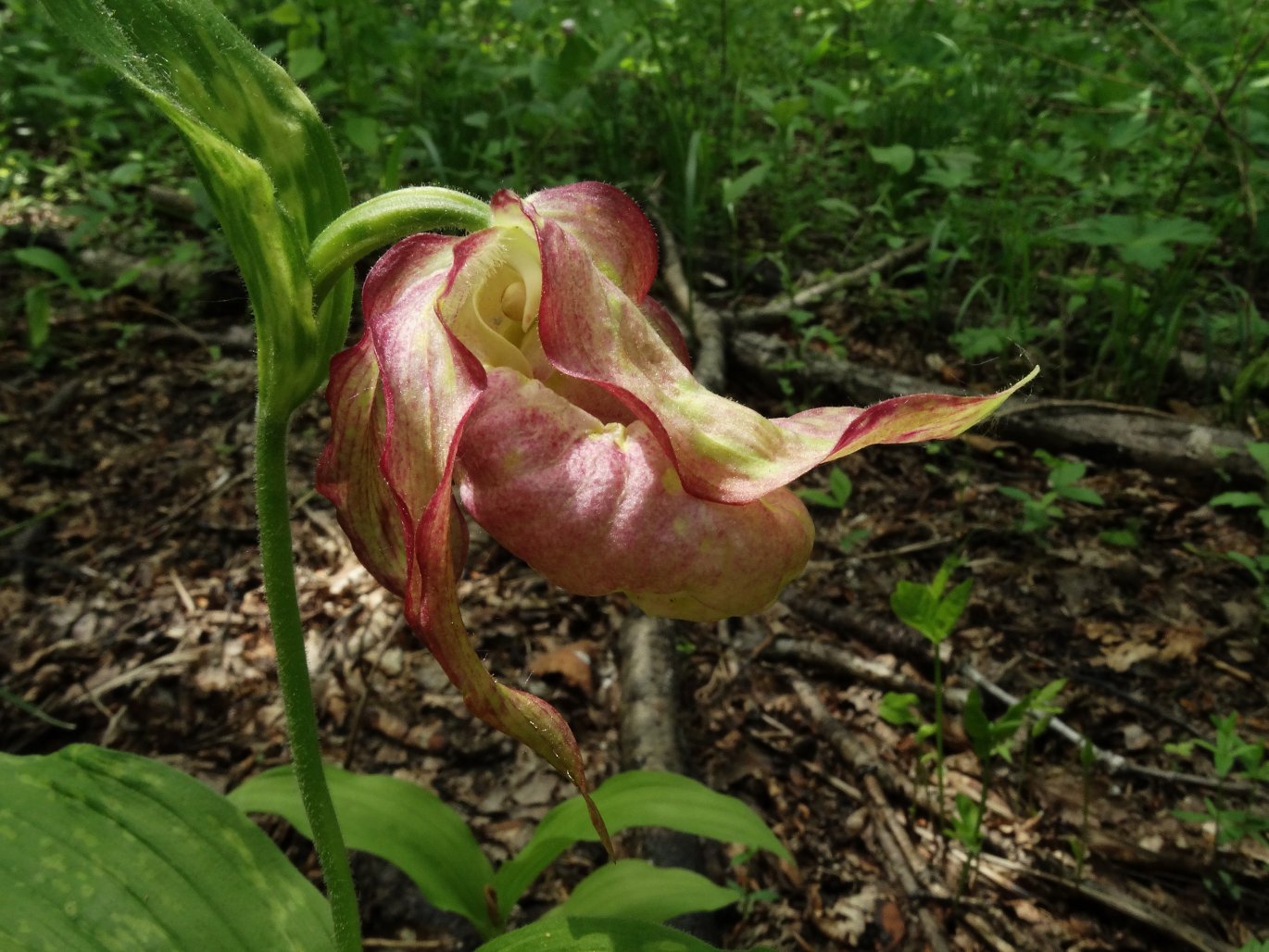 Изображение особи Cypripedium &times; ventricosum.