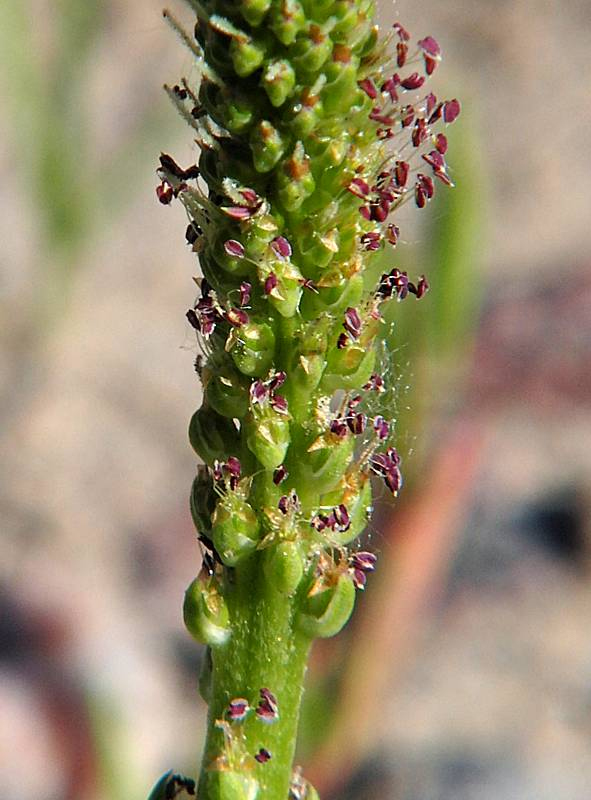 Изображение особи Plantago major.