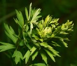 Thalictrum simplex. Верхушка молодого побега. Московская обл., Раменский р-н, окр. ж.-д. платформы Хрипань, просека под ЛЭП. 08.06.2016.