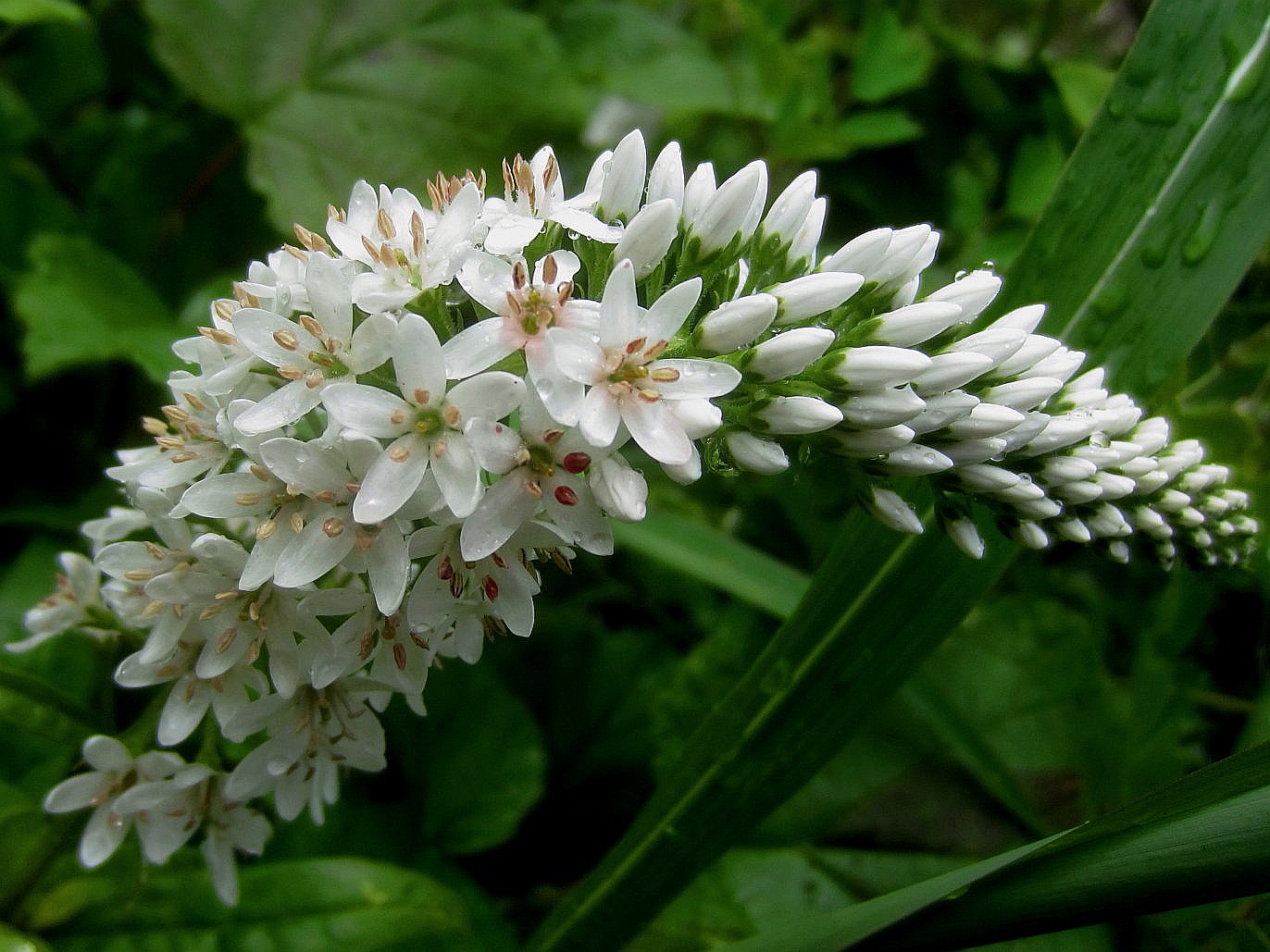 Image of Lysimachia barystachys specimen.