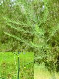 Asparagus persicus
