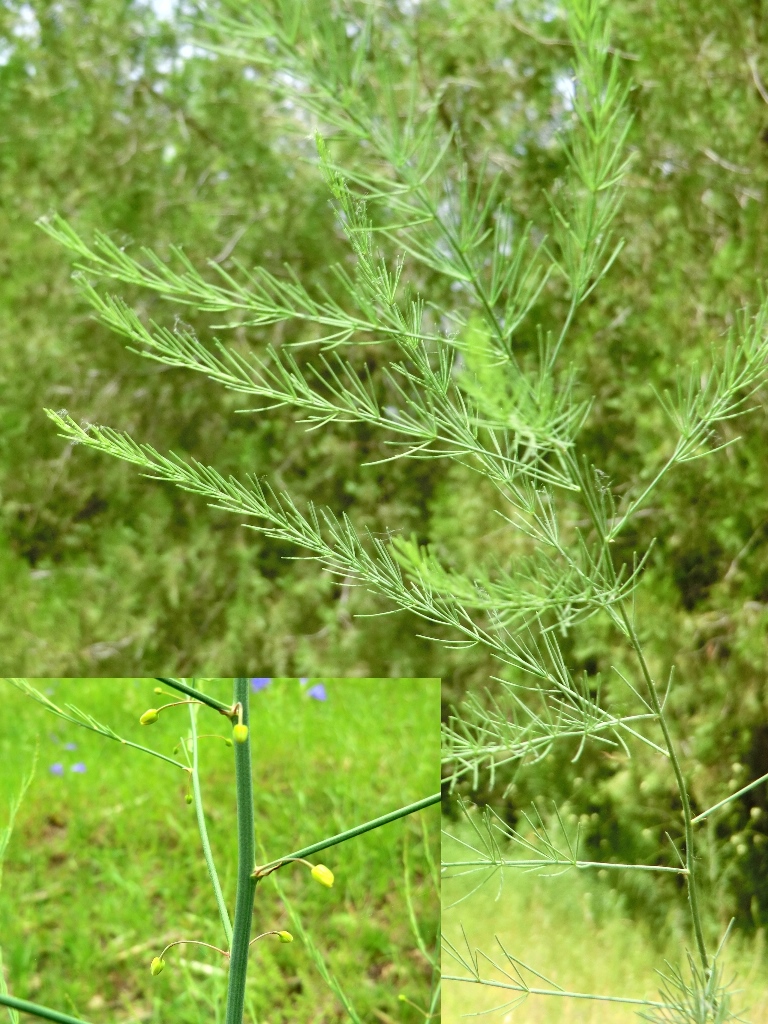 Изображение особи Asparagus persicus.