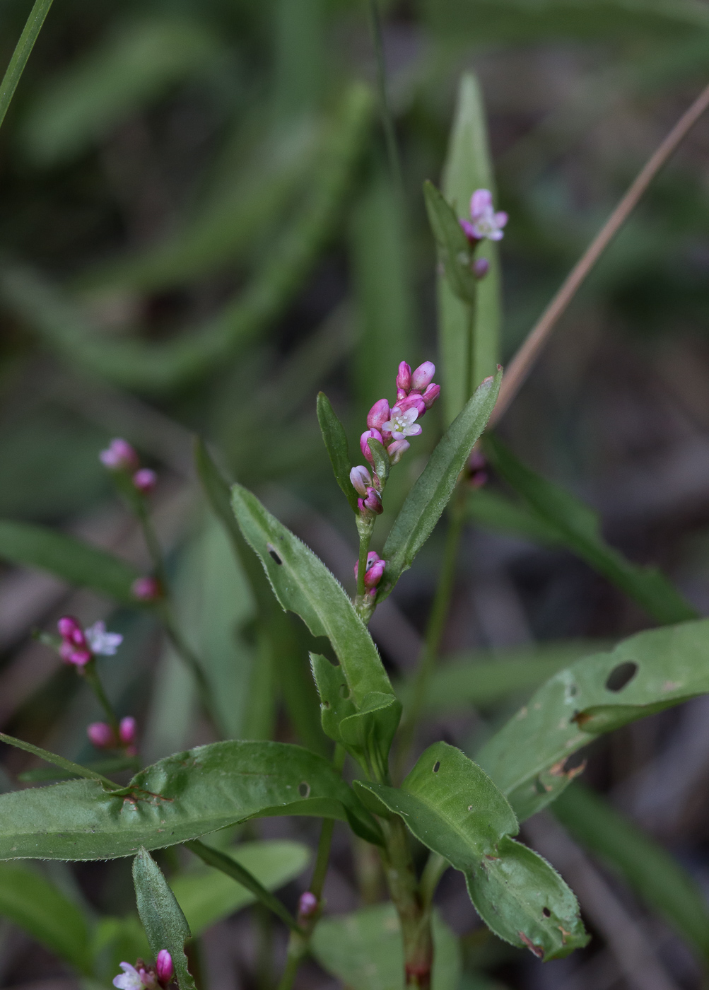 Изображение особи Persicaria minor.