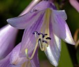 Hosta albomarginata