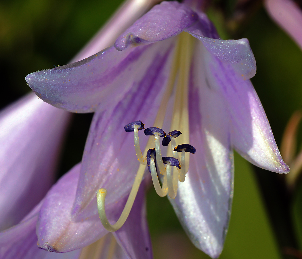 Изображение особи Hosta albomarginata.