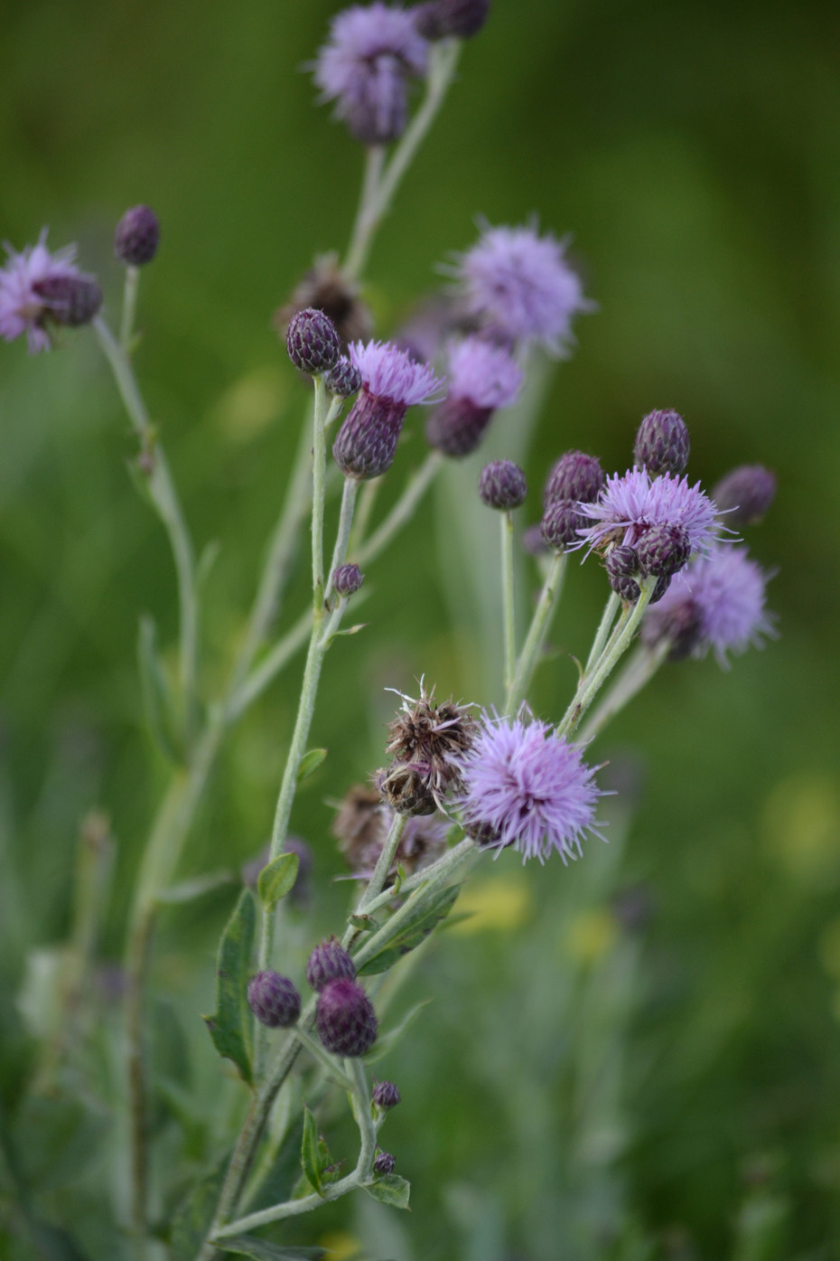 Изображение особи Cirsium incanum.