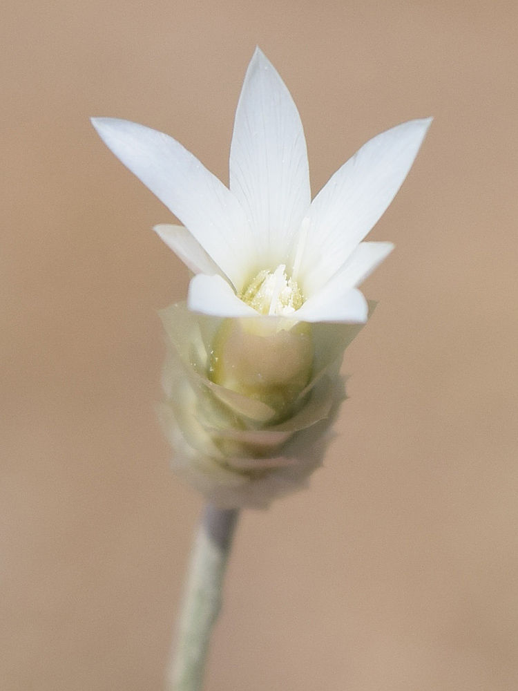 Image of Xeranthemum longepapposum specimen.