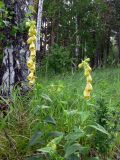 Digitalis grandiflora. Цветущие растения в смешанном лесу. Свердловская обл., окр. с. Курганово, берег Верхнемакаровского вдхр. 11.07.2009.