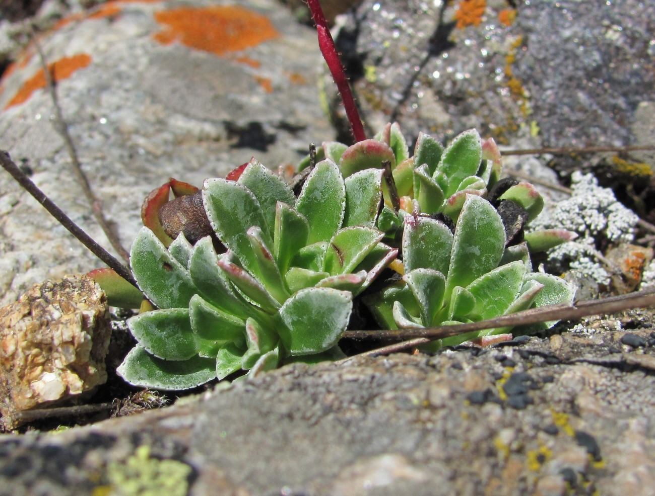 Изображение особи Saxifraga kolenatiana.