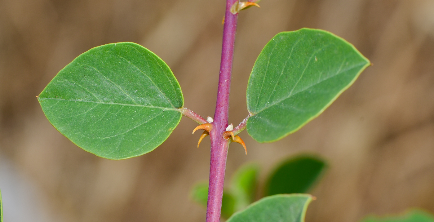 Image of Capparis zoharyi specimen.