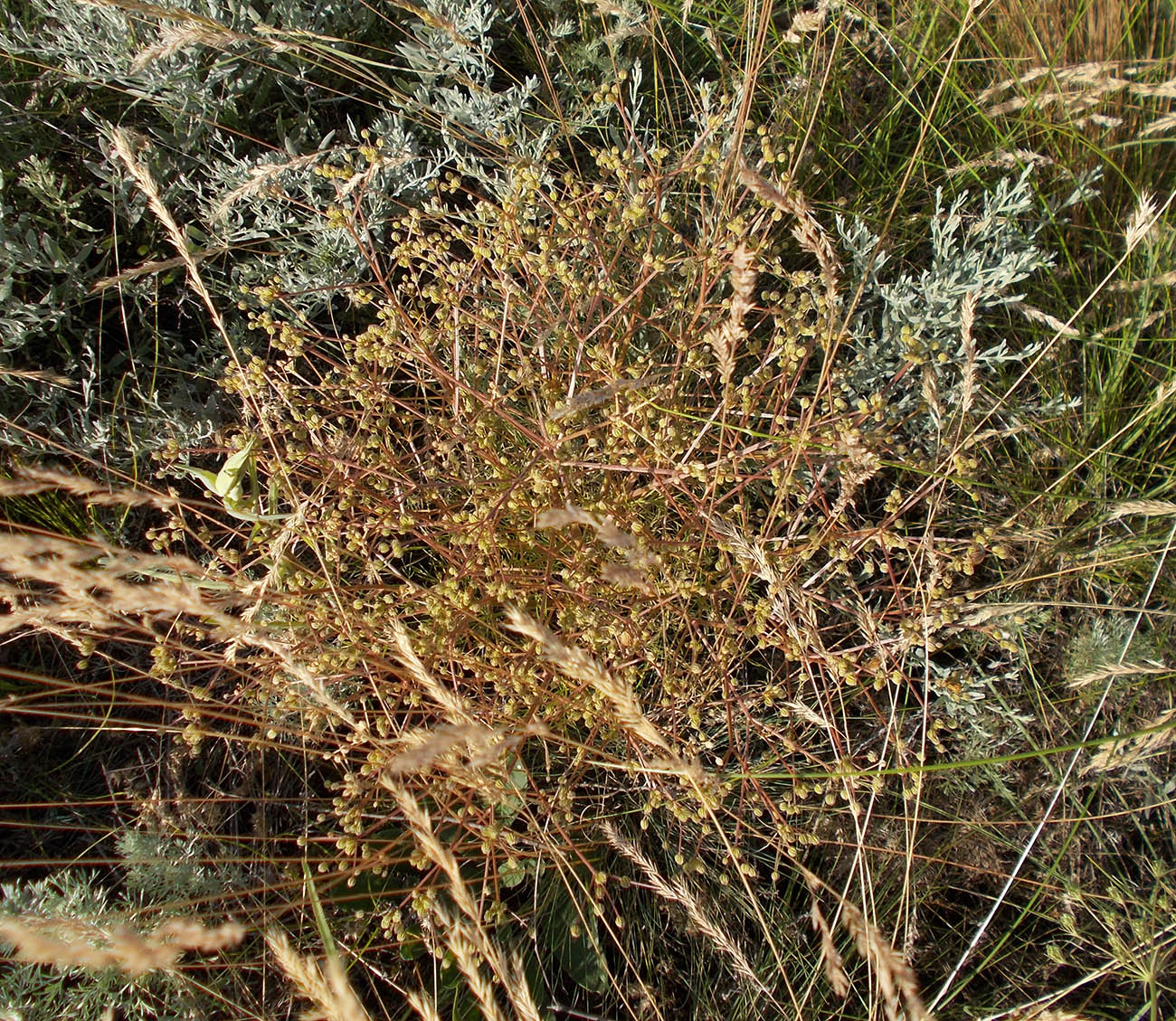 Image of Trinia hispida specimen.