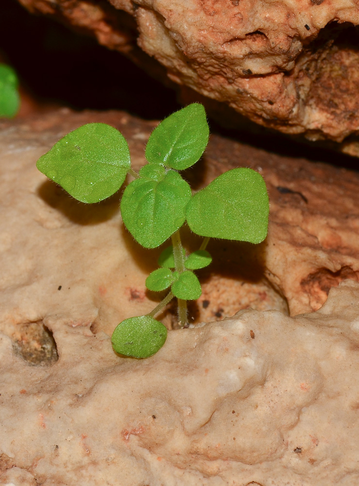 Изображение особи Parietaria lusitanica.