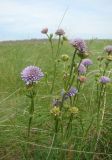 Knautia arvensis