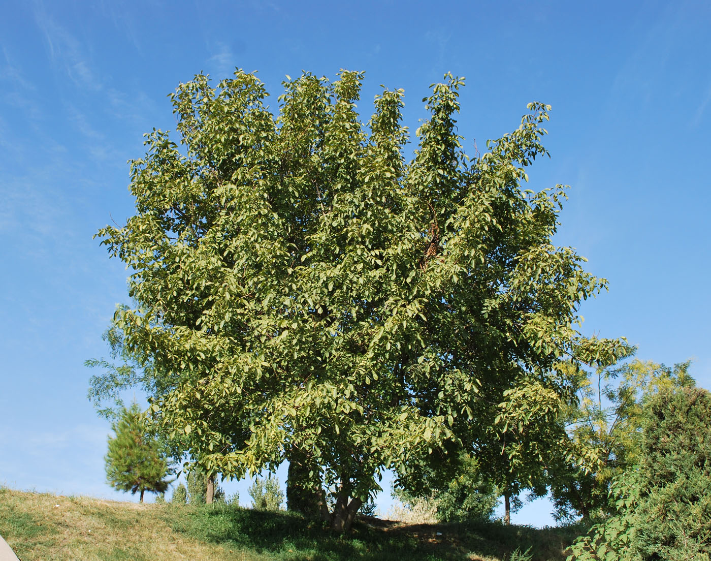 Изображение особи Juglans regia.