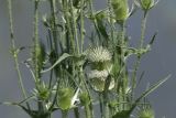 Dipsacus laciniatus