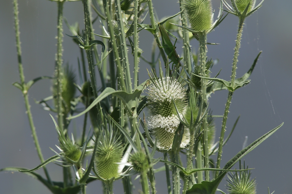 Изображение особи Dipsacus laciniatus.