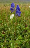 Aconitum delphiniifolium