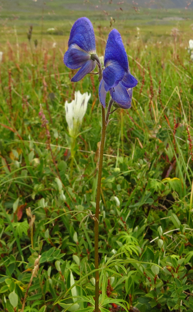 Изображение особи Aconitum delphiniifolium.