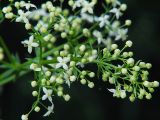 Galium album. Верхушка соцветия с цветками и бутонами. Санкт-Петербург, окр. Шуваловского карьера. 11.07.2009.