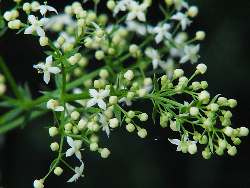Image of Galium album specimen.