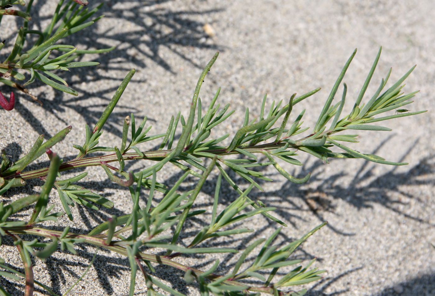 Image of genus Suaeda specimen.