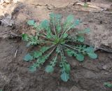 familia Brassicaceae. Вегетирующее растение. Краснодарский край, Абинский р-н, юж. окр. ст-цы Холмская, нарушенное место. 05.10.2016.