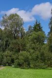 Salix euxina. Взрослое дерево. Санкт-Петербург, Пушкинский р-н, Павловский парк. 19.08.2016.