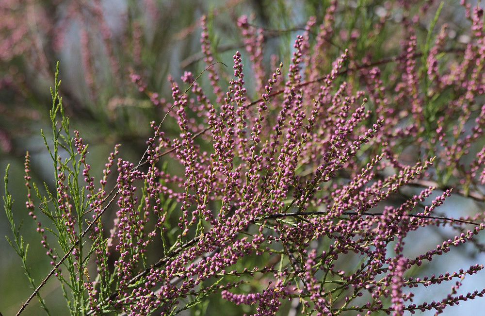 Image of Tamarix ramosissima specimen.