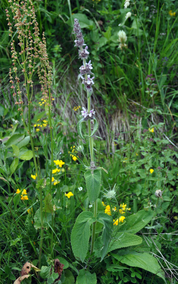 Image of Stachys balansae specimen.