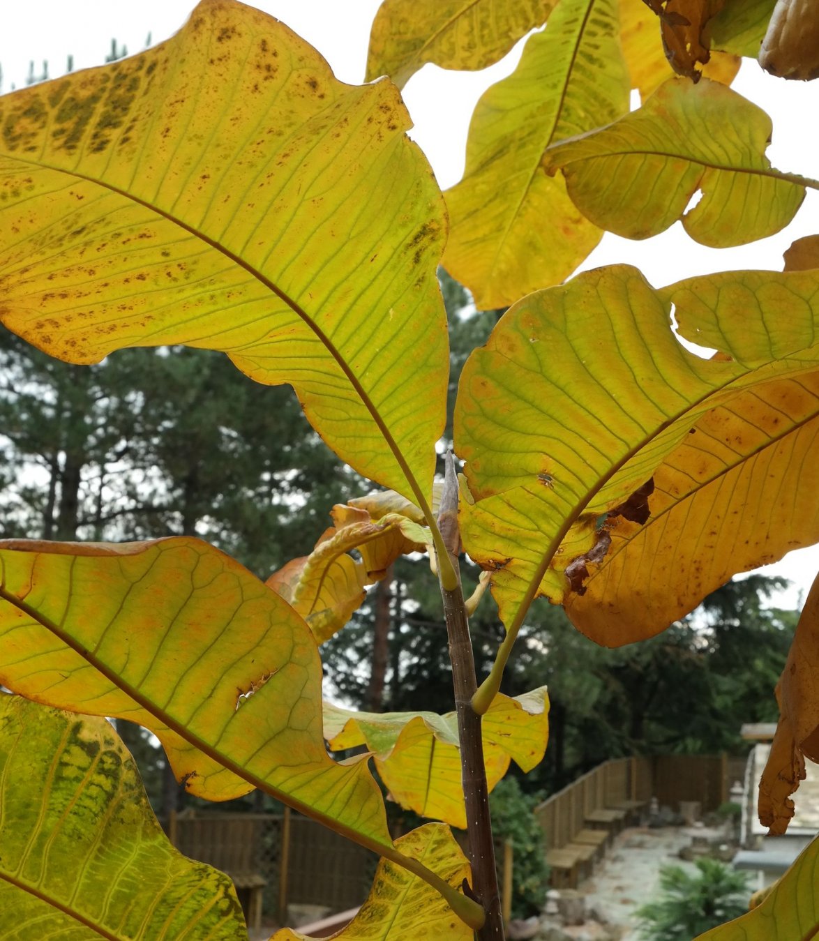Изображение особи Magnolia tripetala.