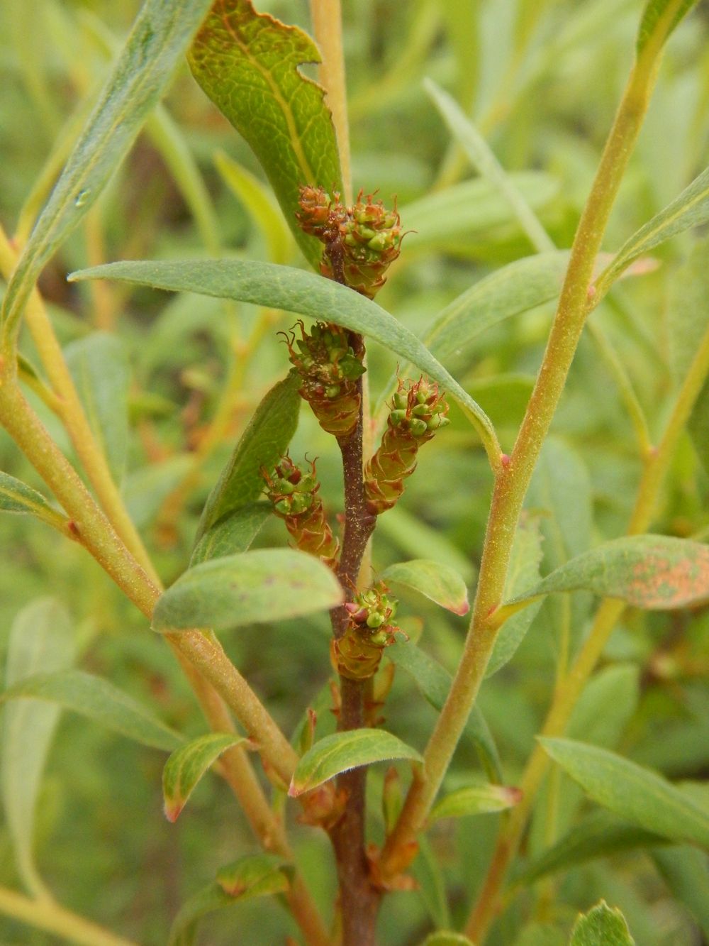 Image of Myrica gale specimen.