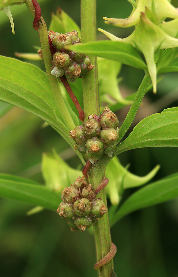 Image of Cuscuta europaea specimen.