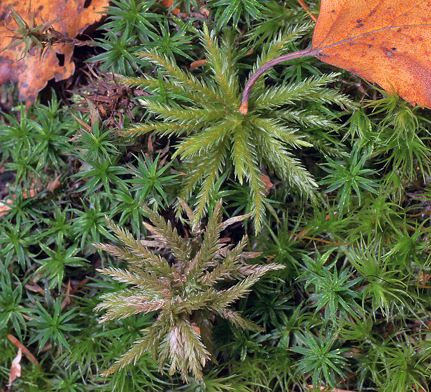 Image of Climacium dendroides specimen.