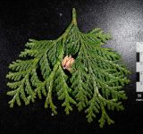 Thuja koraiensis