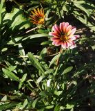 Gazania rigens. Цветущее растение. Восточный Казахстан, г. Усть-Каменогорск, Архитектурно-ландшафтный музей-заповедник, в культуре. 04.09.2016.