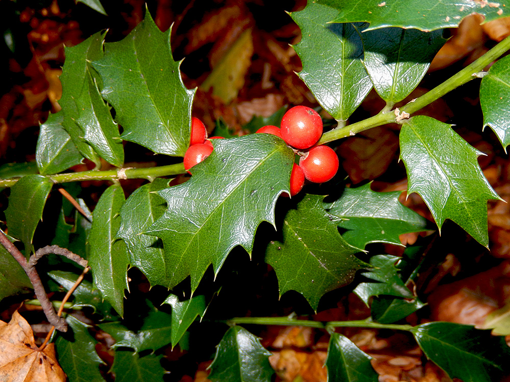 Image of Ilex colchica specimen.