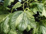 Acer pseudoplatanus. Листья. Польша, Варшава. 27.06.2009.
