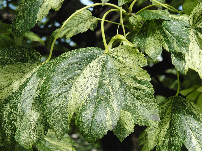 Изображение особи Acer pseudoplatanus.