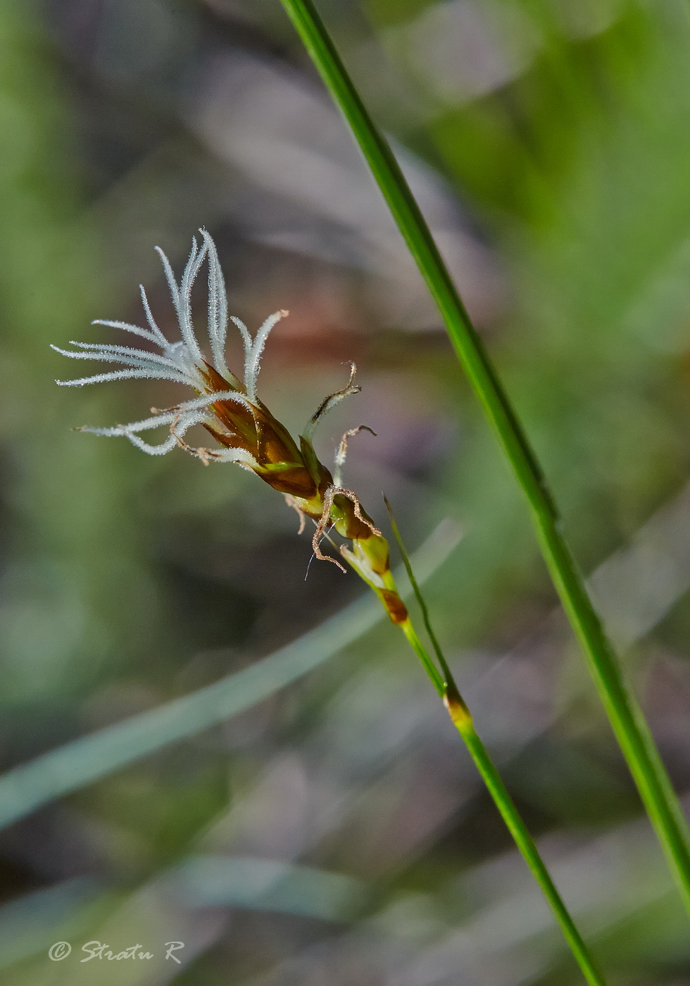 Изображение особи Carex praecox.