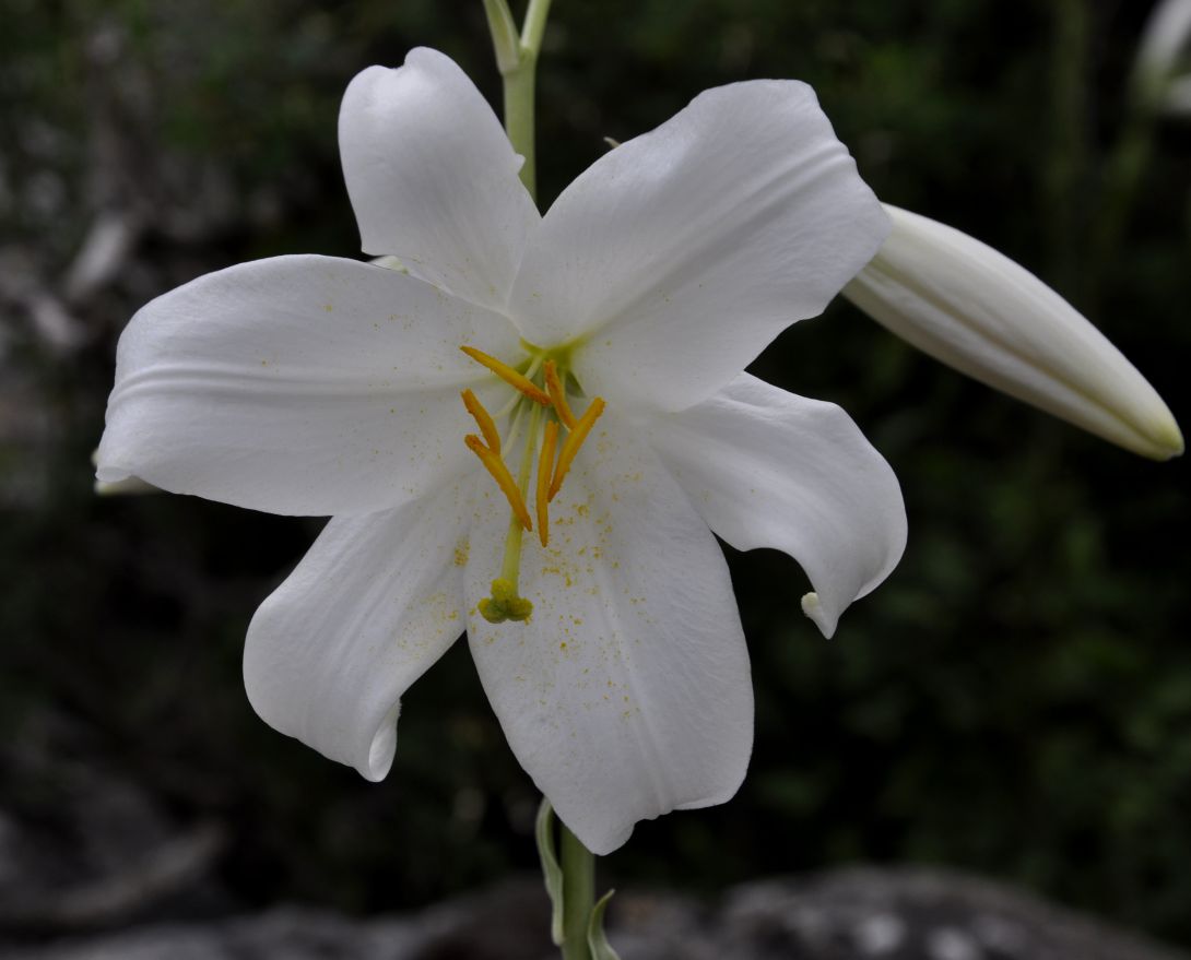 Изображение особи Lilium candidum.