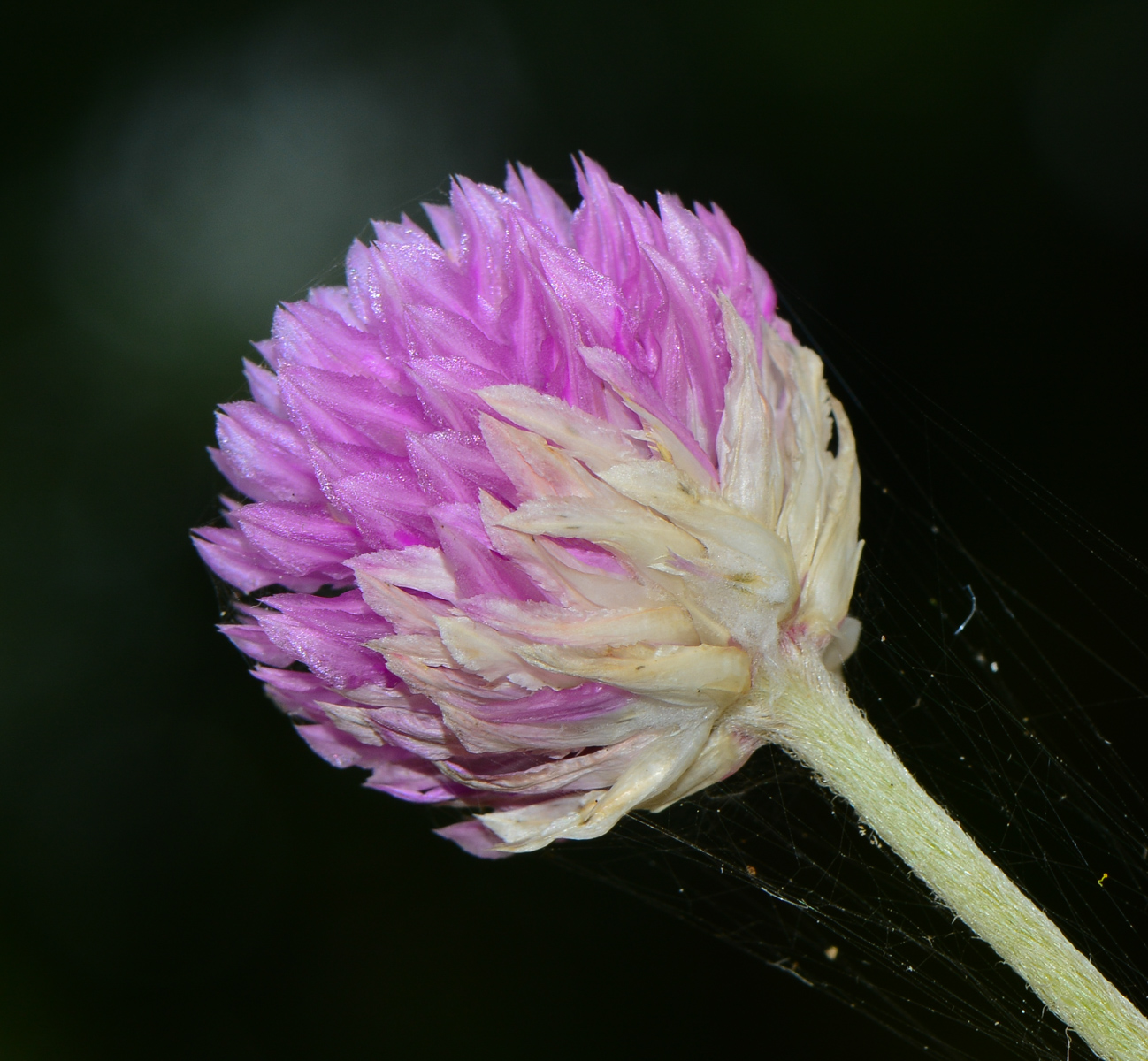 Image of Gomphrena globosa specimen.