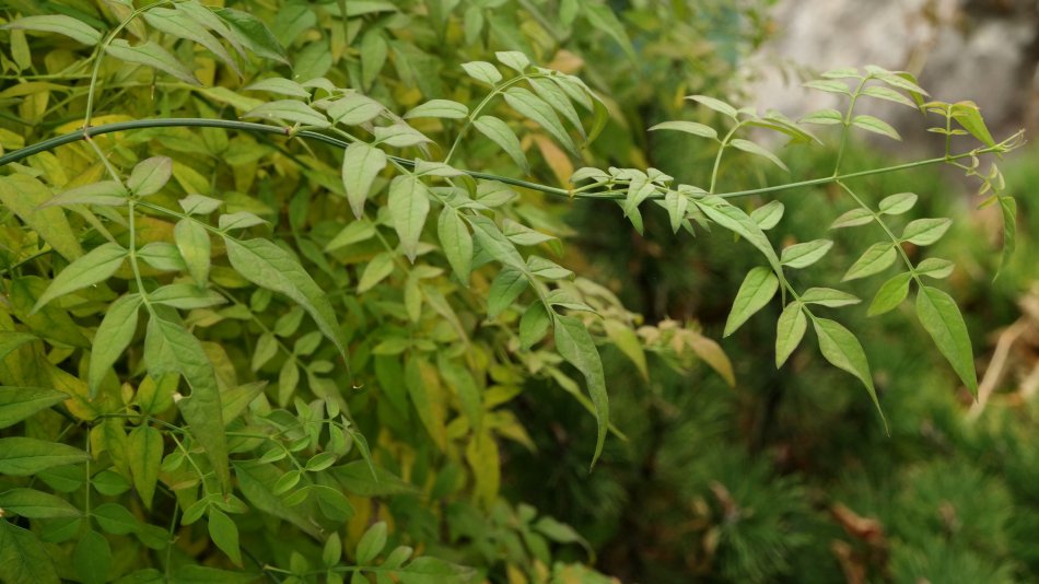 Image of Jasminum officinale specimen.